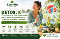 Détox foie reins : 7 habitudes simples pour accompagner son organisme au quotidien.