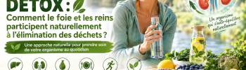 L'article Détox foie reins dans le guide Draineur Détox d'Exceldiet Pharma La Marque Verte Française.